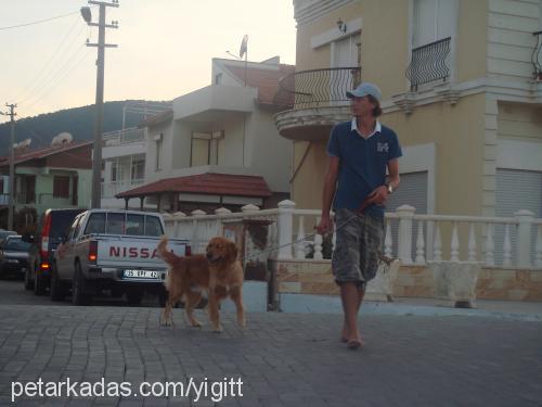 Paşa Erkek Golden Retriever