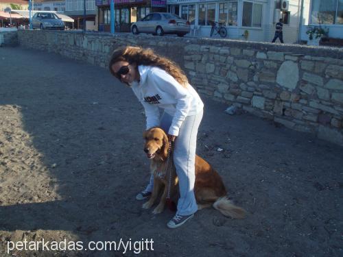 Paşa Erkek Golden Retriever