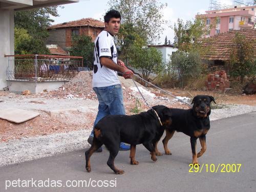 cossi Dişi Rottweiler