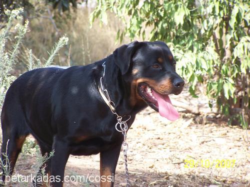 cossi Dişi Rottweiler