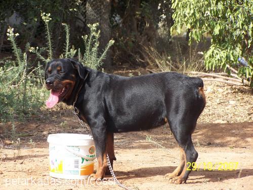 cossi Dişi Rottweiler