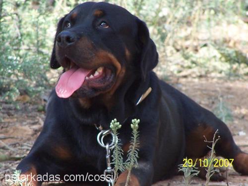 cossi Dişi Rottweiler