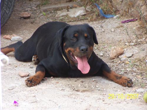 cossi Dişi Rottweiler