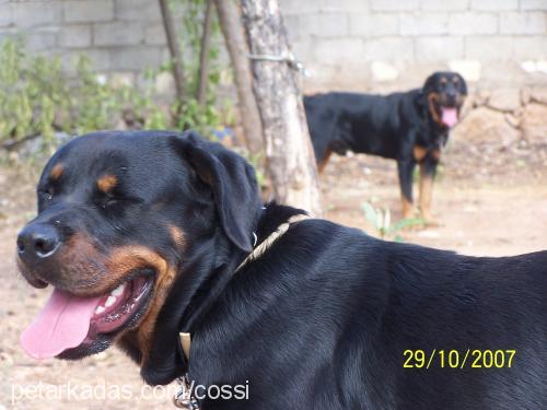 cossi Dişi Rottweiler