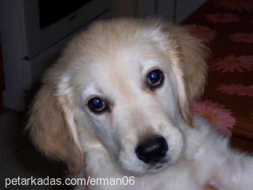 bal Erkek Golden Retriever