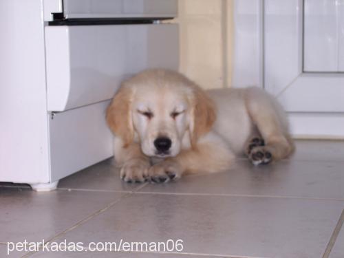 bal Erkek Golden Retriever