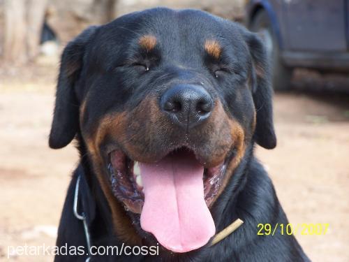 cossi Dişi Rottweiler