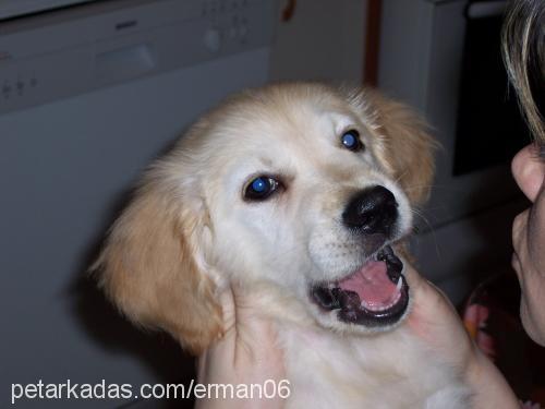 bal Erkek Golden Retriever