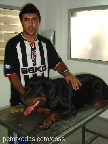 cossi Dişi Rottweiler