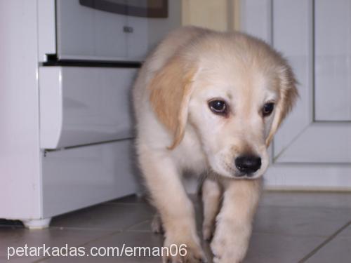 bal Erkek Golden Retriever