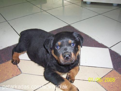 reis Erkek Rottweiler