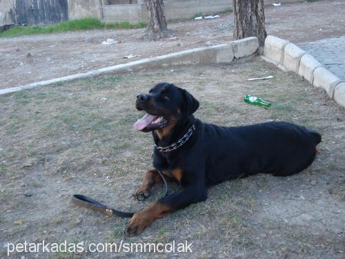 reis Erkek Rottweiler