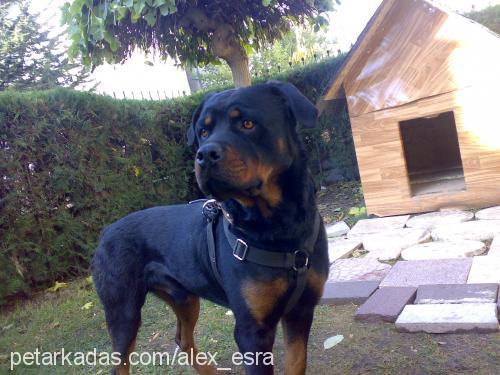 alex Erkek Rottweiler