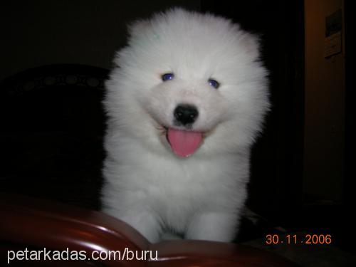 sciff Erkek Samoyed