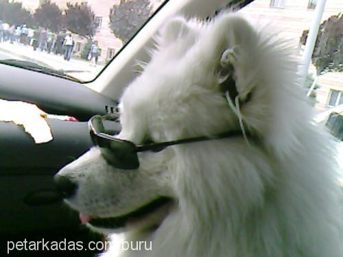 sciff Erkek Samoyed