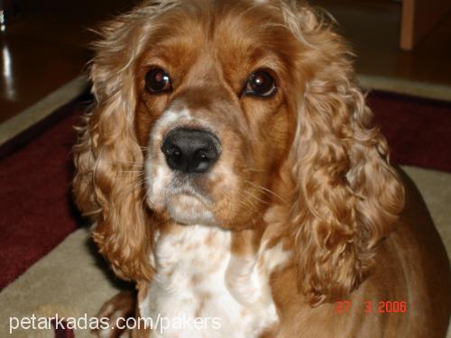 lord Erkek İngiliz Cocker Spaniel