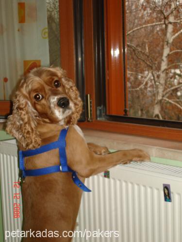 lord Erkek İngiliz Cocker Spaniel