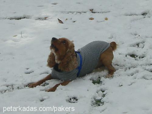 lord Erkek İngiliz Cocker Spaniel