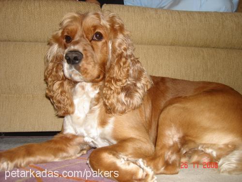 lord Erkek İngiliz Cocker Spaniel