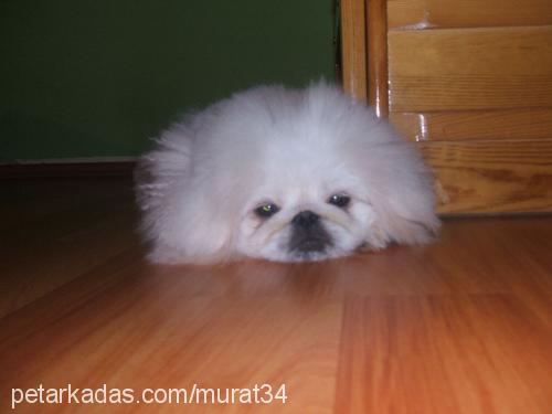 yumak Erkek Pekingese