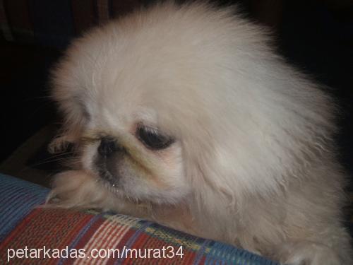 yumak Erkek Pekingese