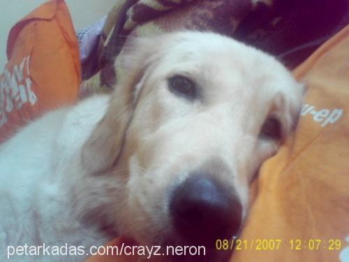 paris Dişi Golden Retriever