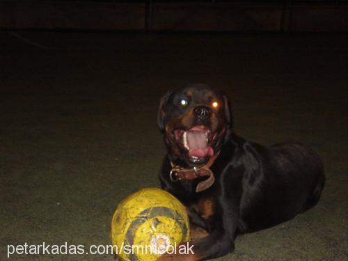 reis Erkek Rottweiler