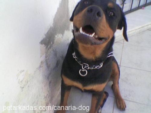 Diva Dişi Rottweiler