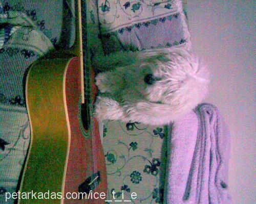 CeKu Dişi West Highland White Terrier