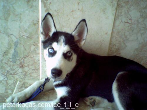 IcE Erkek Sibirya Kurdu (Husky)