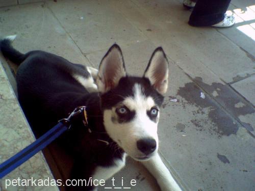 IcE Erkek Sibirya Kurdu (Husky)