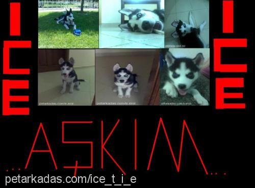 IcE Erkek Sibirya Kurdu (Husky)