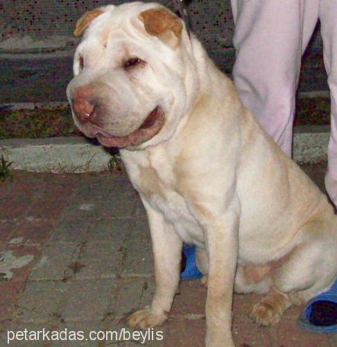 Paşa  Erkek Çin Shar-Pei