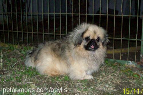 rokİ Erkek Pekingese