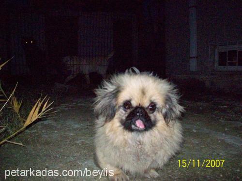 rokİ Erkek Pekingese