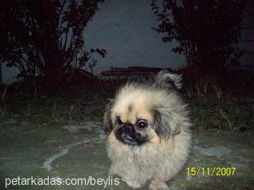 rokİ Erkek Pekingese