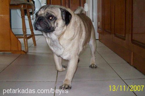 musya Dişi Pug