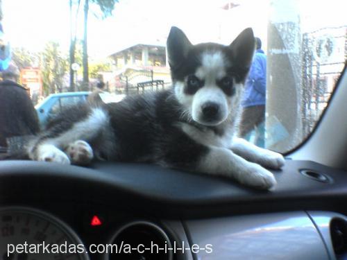 achilles Erkek Sibirya Kurdu (Husky)