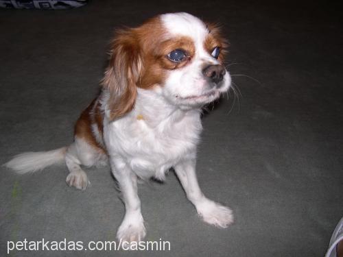 charlie Erkek King Charles Spaniel