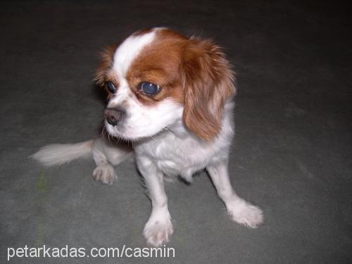 charlie Erkek King Charles Spaniel