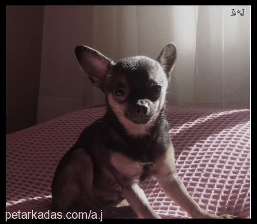 a.j Erkek Chihuahua