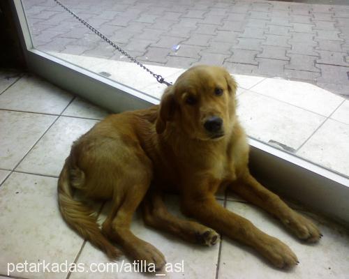 Tarçın Erkek Golden Retriever