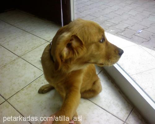 Tarçın Erkek Golden Retriever