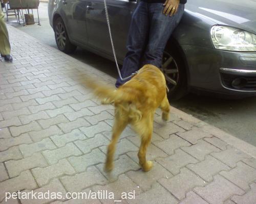 Tarçın Erkek Golden Retriever