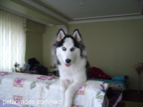 jako Erkek Alaskan Malamute