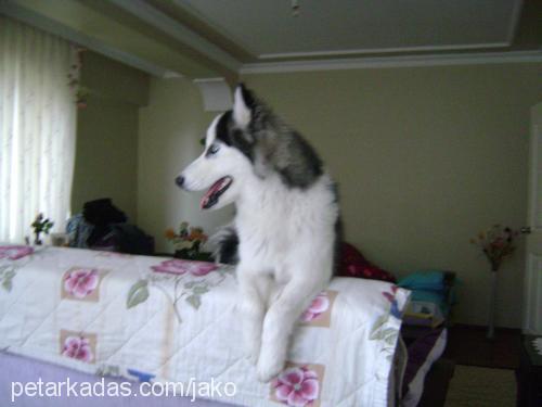 jako Erkek Alaskan Malamute