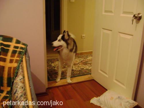 jako Erkek Alaskan Malamute