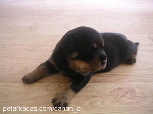 henüz ismi yok  Dişi Rottweiler