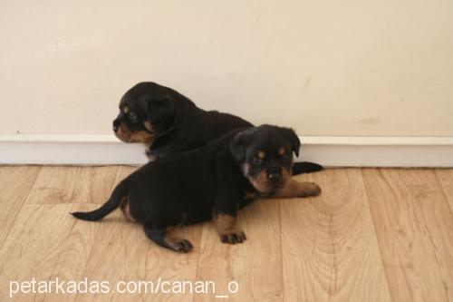 henüz ismi yok  Dişi Rottweiler