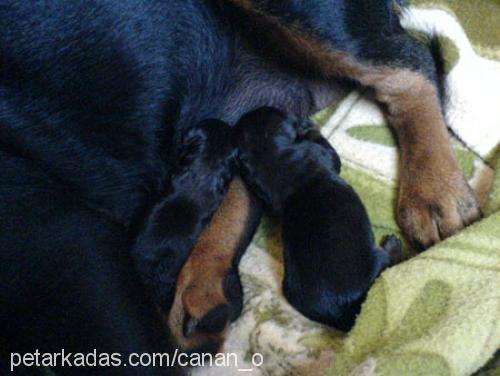 henüz ismi yok  Dişi Rottweiler